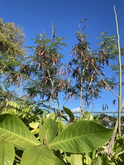 Leucaena