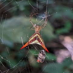 Micrathena militaris