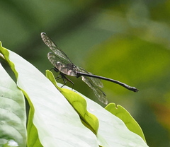 Leptogomphus
