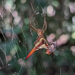 Micrathena militaris