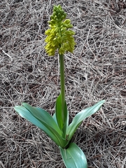 Orchis punctulata
