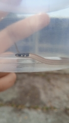 Tantilla melanocephala