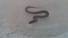 Tantilla melanocephala