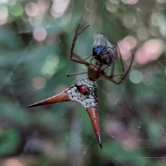Micrathena militaris