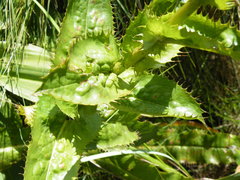 Alepidea amatymbica