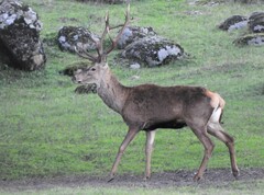 Cervus elaphus elaphus