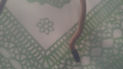 Tantilla melanocephala