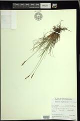 Carex simpliciuscula