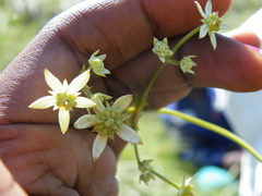 Alepidea amatymbica