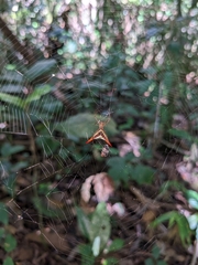 Micrathena militaris