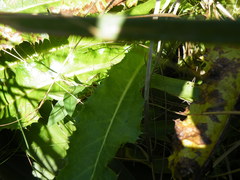 Alepidea amatymbica