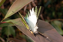 Graphium antiphates
