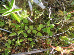 Ostericum palustre