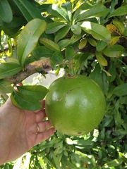 Crescentia cujete