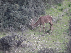 Cervus elaphus elaphus