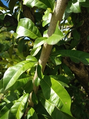 Crescentia cujete