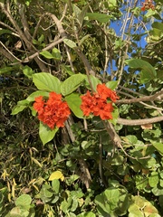 Cordia sebestena