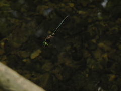 Somatochlora meridionalis