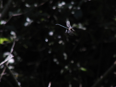 Somatochlora meridionalis