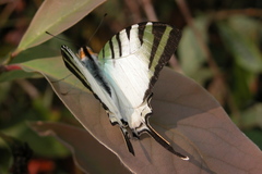 Graphium antiphates