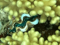Tridacna maxima