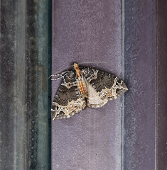 Ecliptopera postpallida