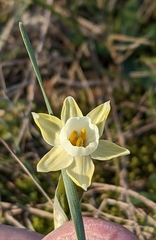 Narcissus dubius