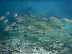 Mulloidichthys ayliffe