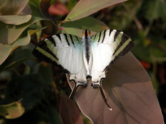 Graphium antiphates