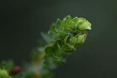 Pimelea axiflora alpina