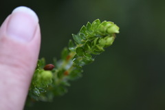 Pimelea axiflora alpina