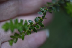 Pimelea axiflora alpina