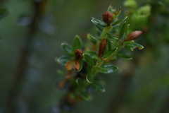 Pimelea axiflora alpina
