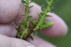 Pimelea axiflora alpina