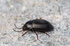 Helopini