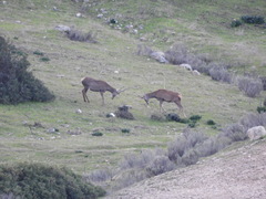 Cervus elaphus elaphus