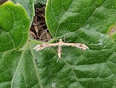 Oxyptilini