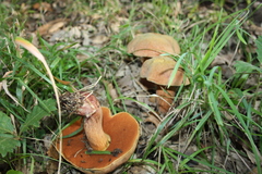 Suillellus mendax