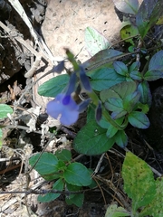 Salvia prunelloides