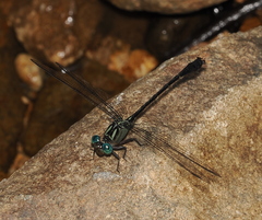 Heliogomphus