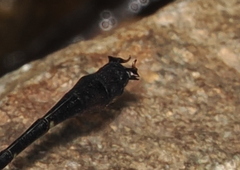 Heliogomphus