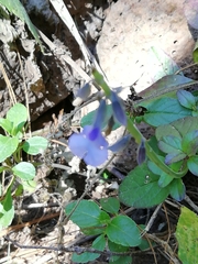 Salvia prunelloides