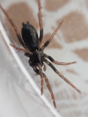 Trachyzelotes pedestris