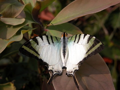 Graphium antiphates