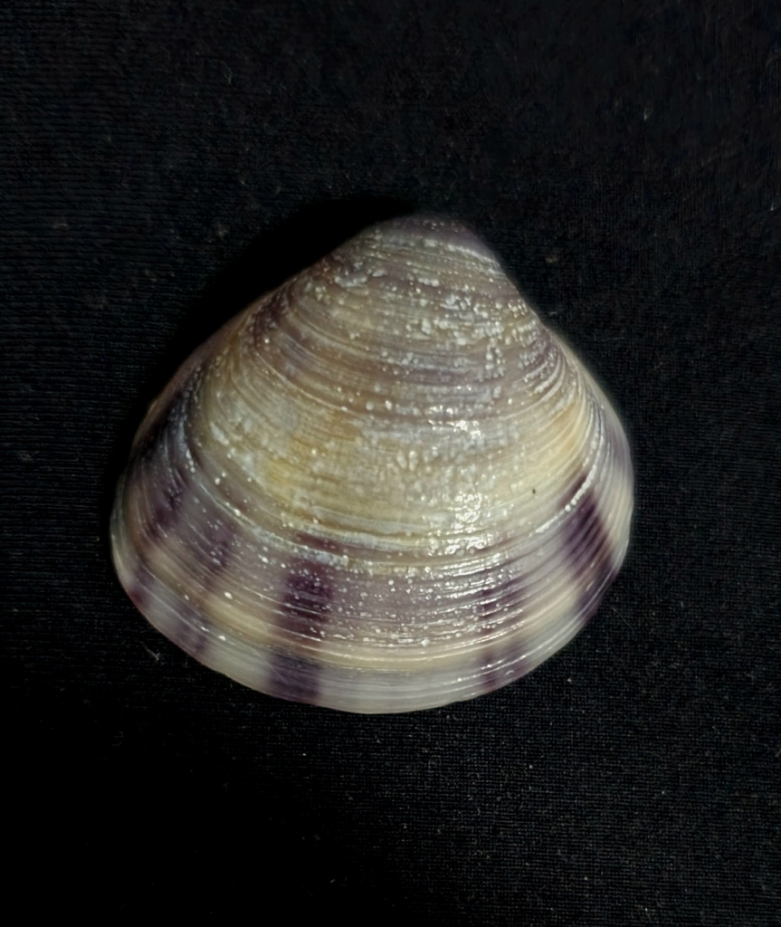 Iliochione subrugosa
