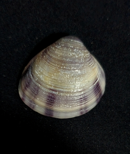 Iliochione subrugosa