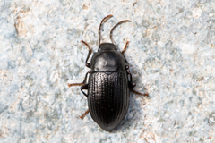Helopini