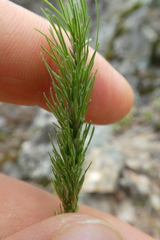 Poa bulbosa