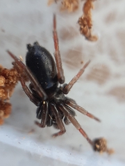 Trachyzelotes pedestris