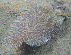 Liachirus melanospilos